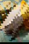 Kernel