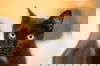 Kernel