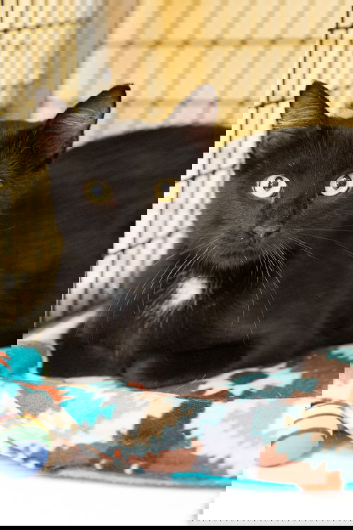 Kernel