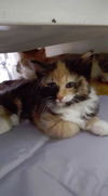 Poppy