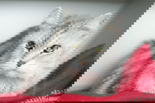 Yuki