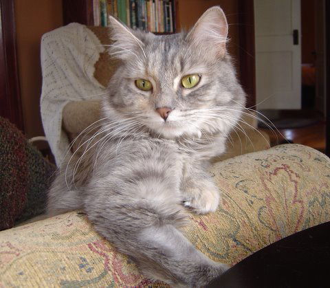 Angel
