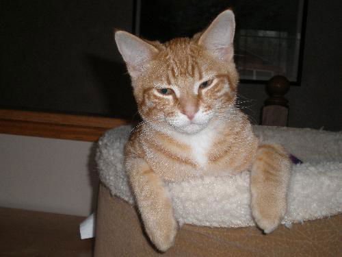 Opie