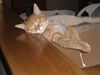 Opie
