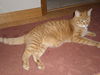 Opie