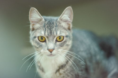 Meesha