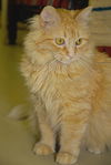 Sasie