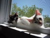 Larry
