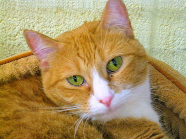 Siera