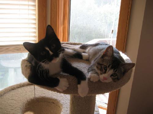 Ollie & Wally