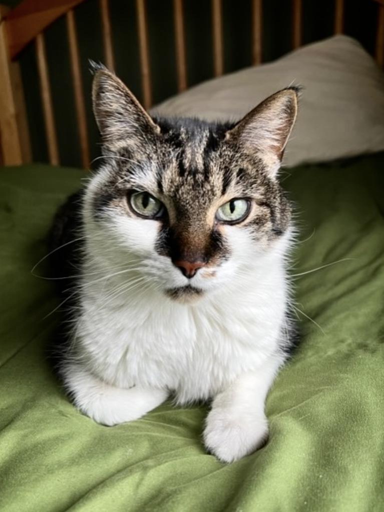 adoptable Cat in Saint Paul, MN named Rascal Flatts