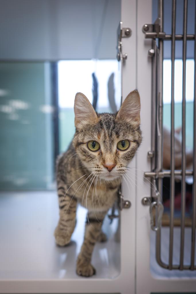 adoptable Cat in Saint Paul, MN named Ina