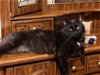 adoptable Cat in saint paul, mn, MN named BJ
