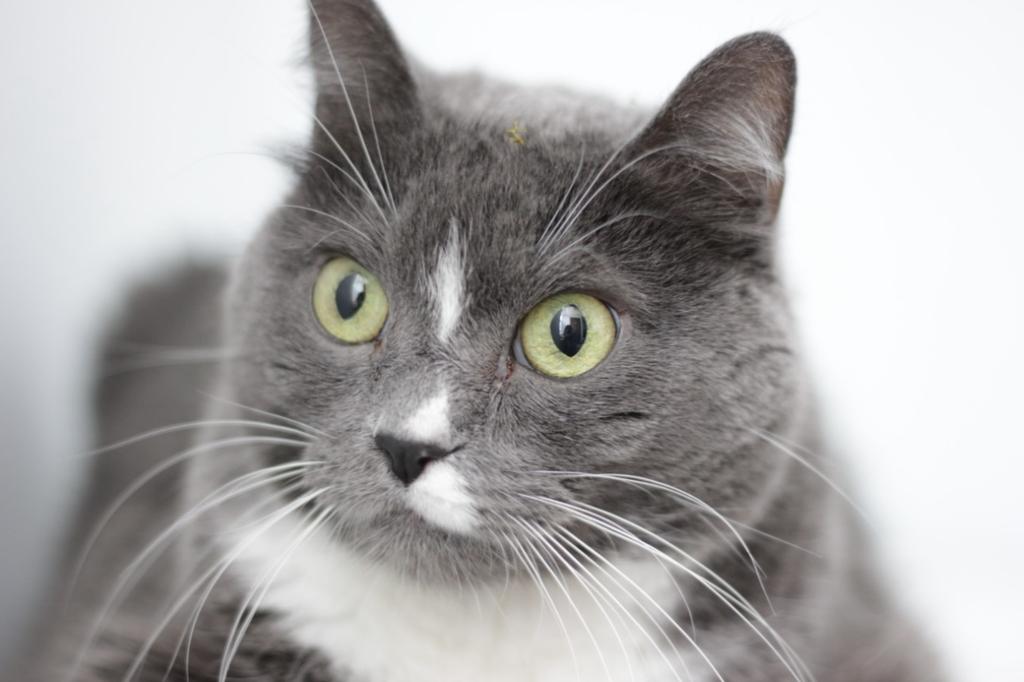 adoptable Cat in Saint Paul, MN named Rachel Banana