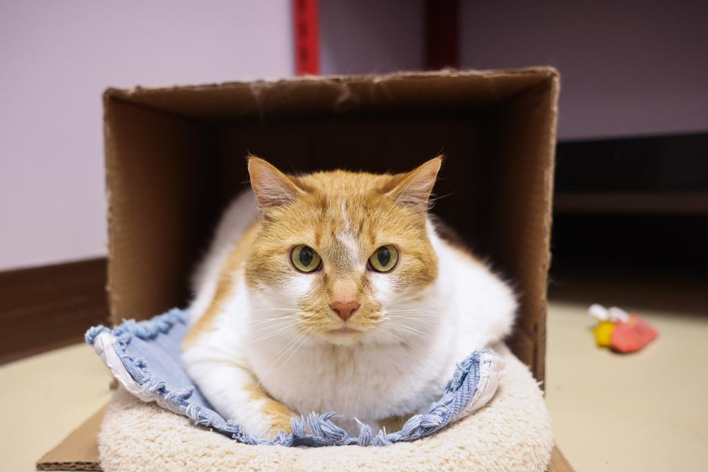 adoptable Cat in Saint Paul, MN named Radiant Rosie