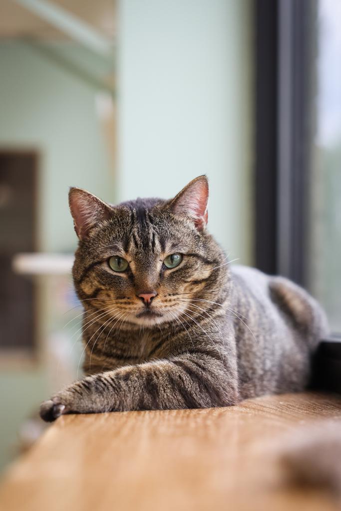 adoptable Cat in Saint Paul, MN named Ham