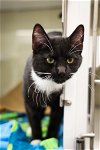 adoptable Cat in , MN named Avalon