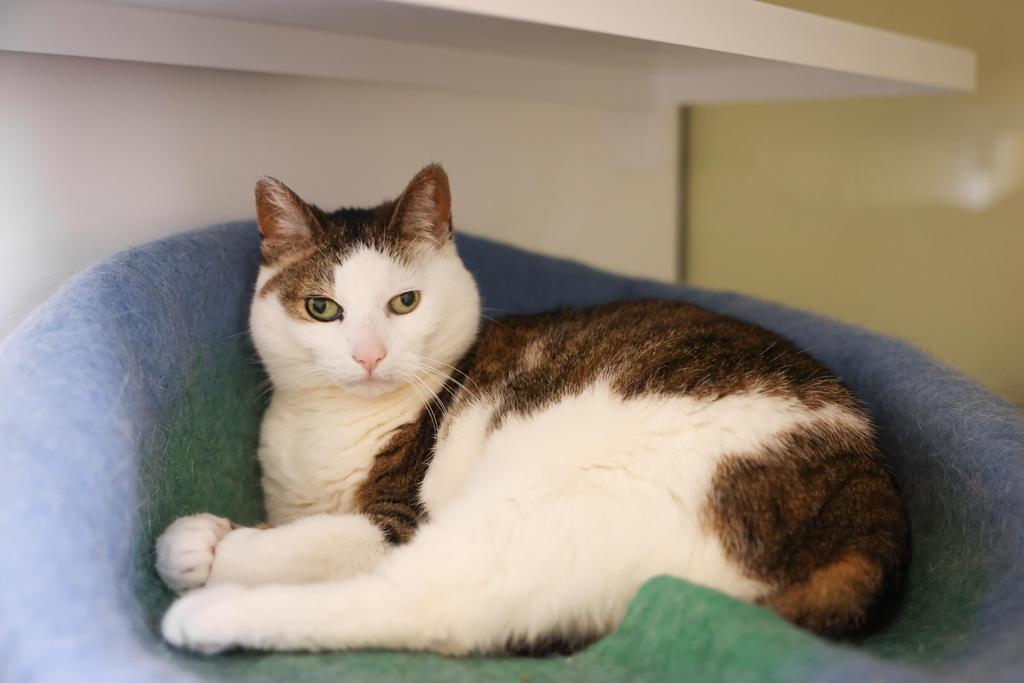 adoptable Cat in Saint Paul, MN named CupCake