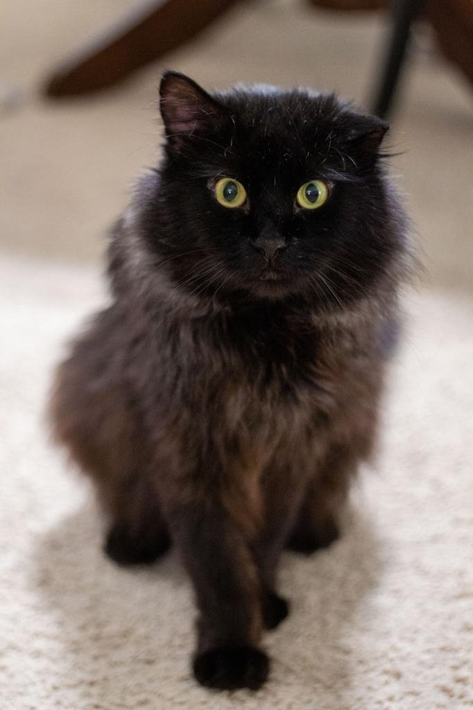 adoptable Cat in Saint Paul, MN named Shortbread