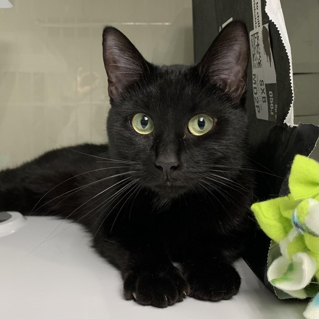 adoptable Cat in Saint Paul, MN named April Skittles