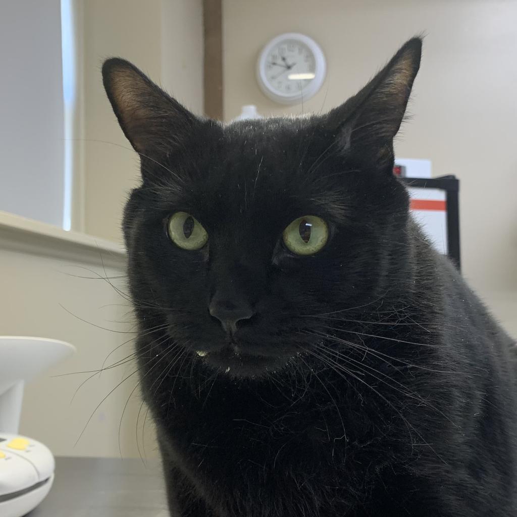 adoptable Cat in Saint Paul, MN named Yi-U