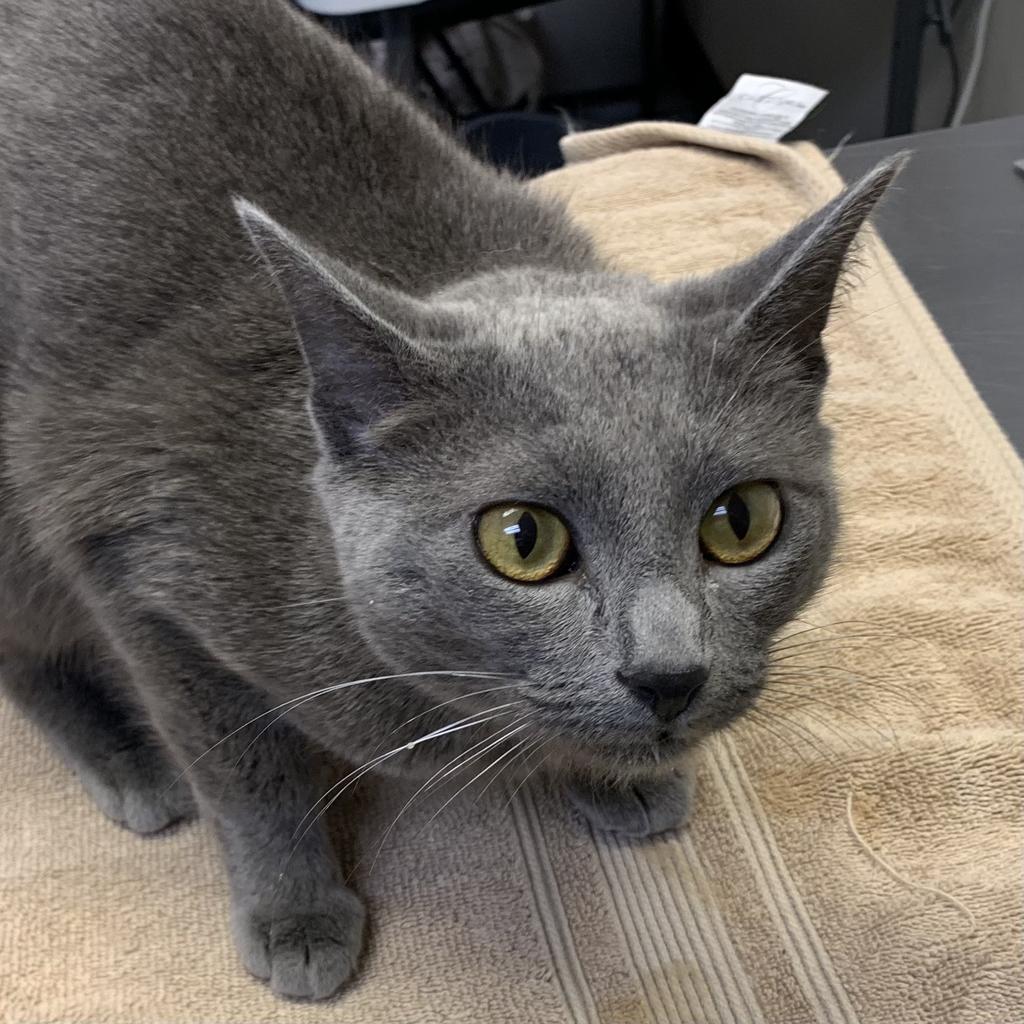 adoptable Cat in Saint Paul, MN named Angel Bear