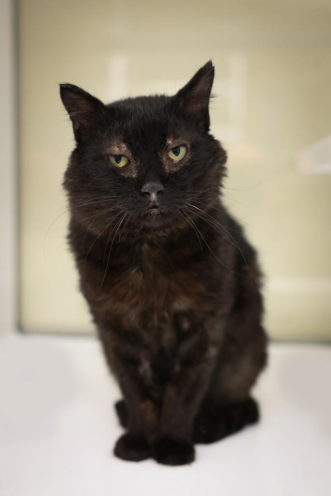 adoptable Cat in Saint Paul, MN named Abner