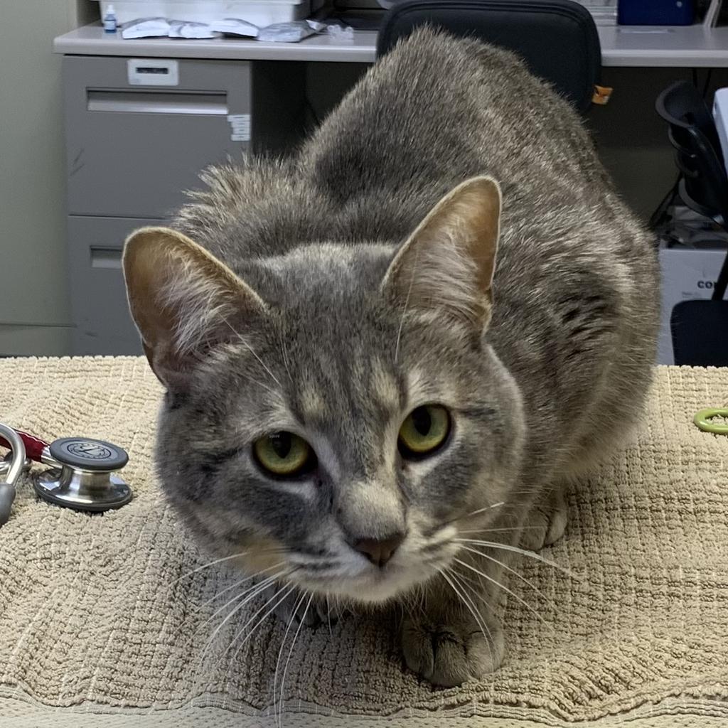 adoptable Cat in Saint Paul, MN named Denim