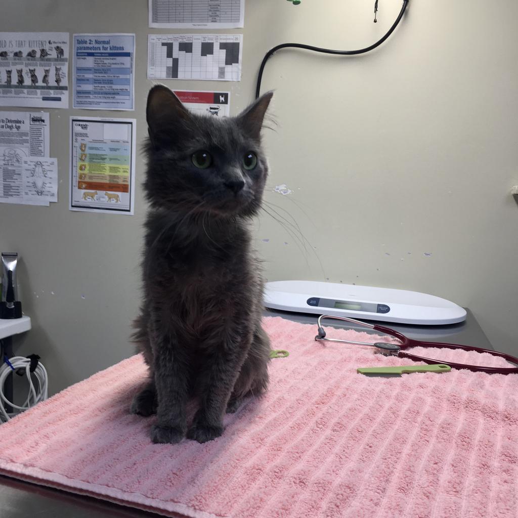 adoptable Cat in Saint Paul, MN named Grayson the Geneticist