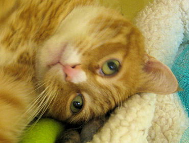 Ozzie