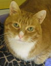 Ozzie