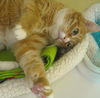 Ozzie