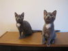 Lenny and Benny