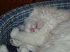 Abby