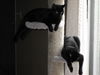 Lentil & Lima