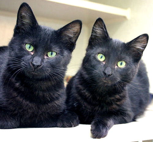 Spaghetti & Kookie