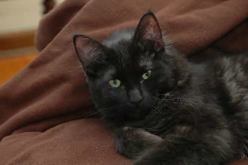 Apollo