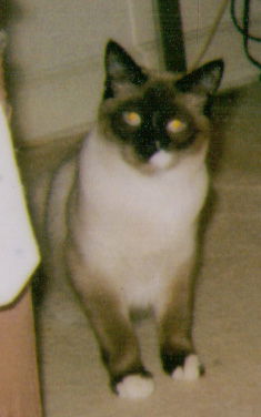 Sesame
