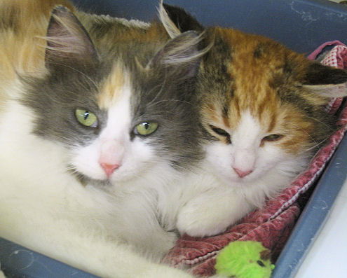 Deb and Darcy