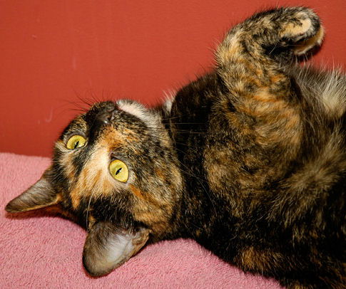 Calypso