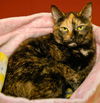 Calypso