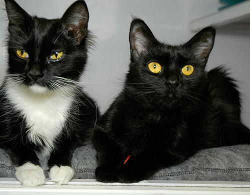 Sammi and Sable