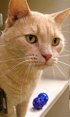 Tomcat
