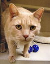 Tomcat