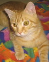 Jack Sprat