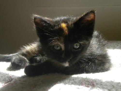 Campbelle O'Charlie