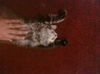 Sampson