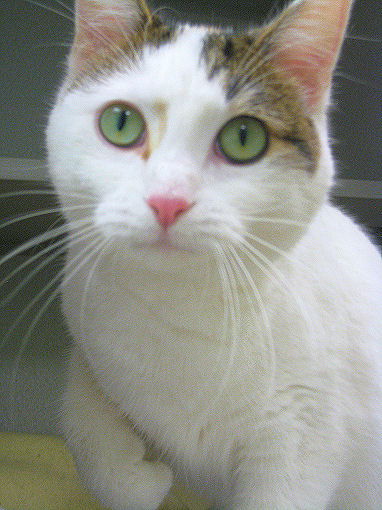 Georgie Girl