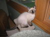 Simon