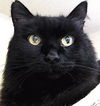 Zorro